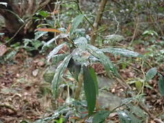 Ardisia quinquegona