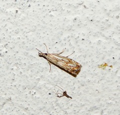 Catoptria falsella