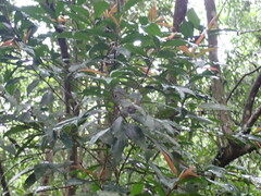 Ardisia quinquegona