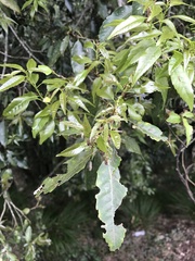 Fagaceae