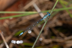 Austroagrion watsoni