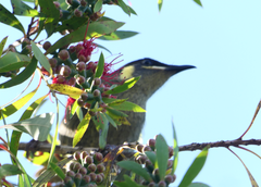 Meliphaga lewinii