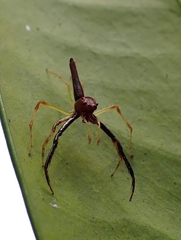 Viciria pavesii