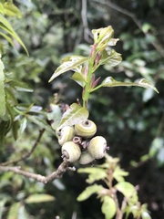 Fagaceae