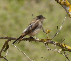 Lanius senator badius