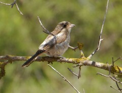 Lanius senator badius