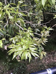 Fagaceae