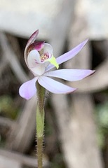 Caladenia cleistantha