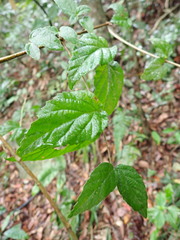 Viburnum luzonicum