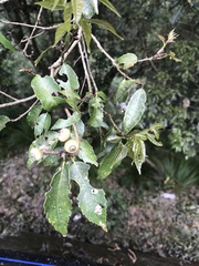 Fagaceae