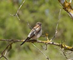 Lanius senator badius