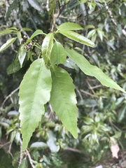 Fagaceae