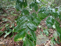 Archidendron lucidum