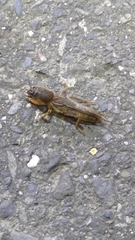 Gryllotalpa orientalis