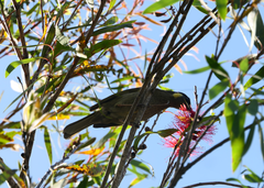Meliphaga lewinii