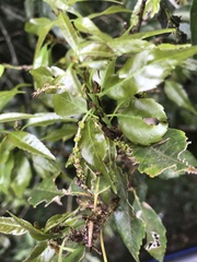Fagaceae