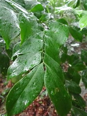 Archidendron lucidum