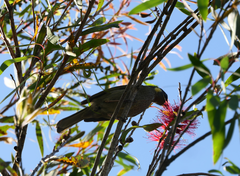 Meliphaga lewinii