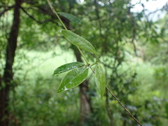 Urceola rosea