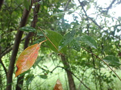 Urceola rosea