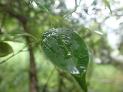 Urceola rosea