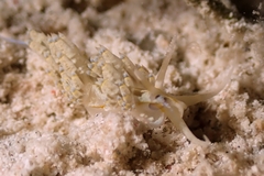 Dondice occidentalis