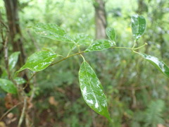 Urceola rosea
