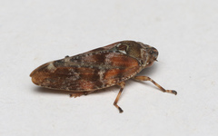 Aphrophora corticea