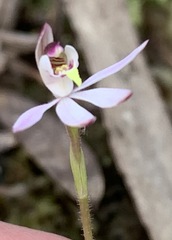 Caladenia cleistantha