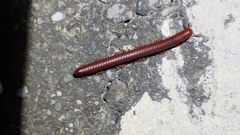 Trigoniulus corallinus