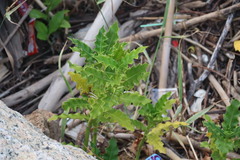 Acanthus ilicifolius