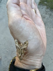 Phlogophora