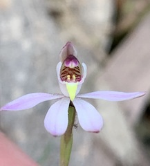 Caladenia cleistantha