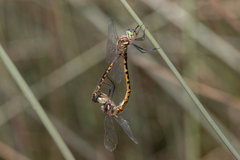 Hemicordulia australiae