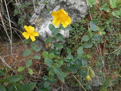 Helianthemum