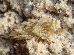 Dondice occidentalis