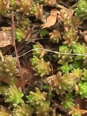 Sedum