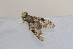 Campiglossa difficilis