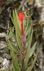 Columnea