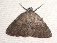 Pachycnemia tibiaria