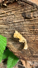 Ductifera pululahuana