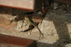 Podarcis muralis