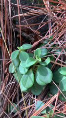 Peperomia leptostachya