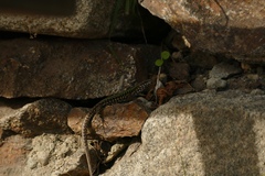 Podarcis muralis