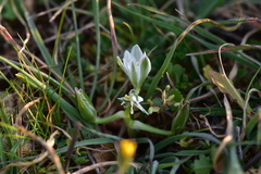Ornithogalum sigmoideum