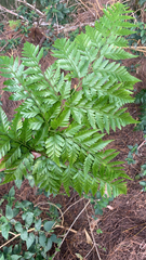Davallia solida