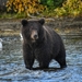 Kamchatka Brown Bear - Photo (c) sooloovey, some rights reserved (CC BY-NC), uploaded by sooloovey