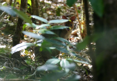 Thylogale stigmatica