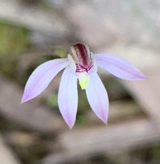 Caladenia cleistantha