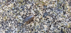Armadillidium vulgare